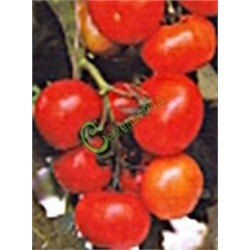 Семена томатов Ирок плюс - 20 семян Семенаград (Россия)