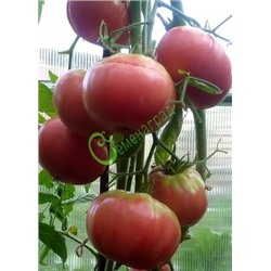 Семена томатов Бийская роза - 20 семян Семенаград (Россия)