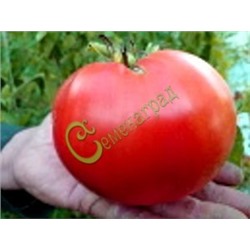 Семена томатов Кардинал - 20 семян Семенаград (Россия)