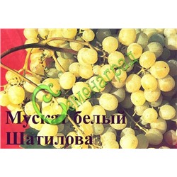 Семена Виноград «Мускат белый Шатилова» - 10 семян Семенаград (Россия)
