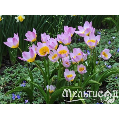 Тюльпан Lilac Wonder "Лилак Вондер" 5шт