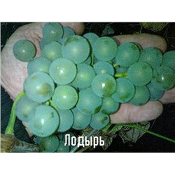 Семена Виноград "Лодырь" - 10 семян Семенаград (Россия)