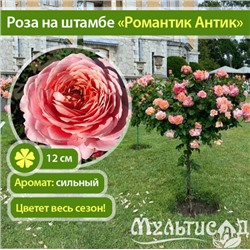 Romantic Antike "Романтик Антик" пионовидные штамб 120-140см