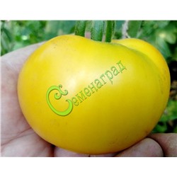 Семена томатов Лимонные - 20 семян Семенаград (Россия)