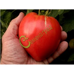 Семена томатов Малиновый звон - 20 семян Семенаград (Россия)