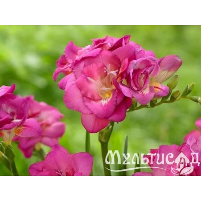 Фрезия махровая розовая "Freesia Pink" 10шт