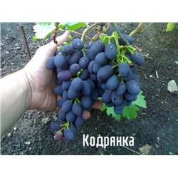 Семена Виноград "Кодрянка" - 10 семян Семенаград (Россия)