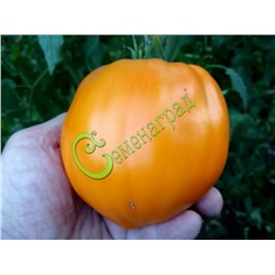 Cемена томатов Клубника оранжевая - 20 семян Семенаград (Россия)