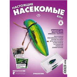 Журнал №28 "Настоящие насекомые" С ВЛОЖЕНИЕМ! Стерноцера Восточная