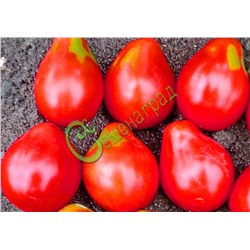 Семена томатов Инжир розовый - 20 семян Семенаград (Россия)