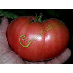 Семена томатов Кримсон - 20 семян Семенаград (Россия)