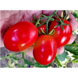 Семена томатов Молдавский засолочный (20 семян) Семенаград (Россия)