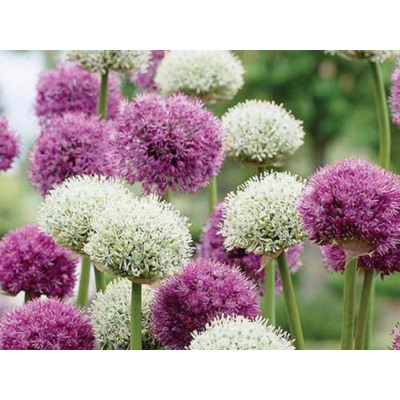 Allium Mixed "Лук декоративный Микс" 10шт