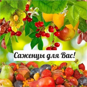 Саженцы для Вас! Осень 2024г