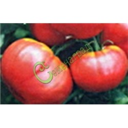 Семена томатов Малиновый штамбовый - 20 семян Семенаград (Россия)