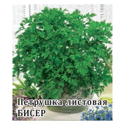 Петрушка листовая Бисер 50,0 г (цена за 1 шт)