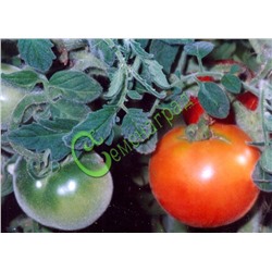 Семена томатов Бархатные - 20 семян Семенаград (Россия)