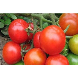 Премьера F1 семена  томата о/г салатного 1000 шт (цена за 1 шт)