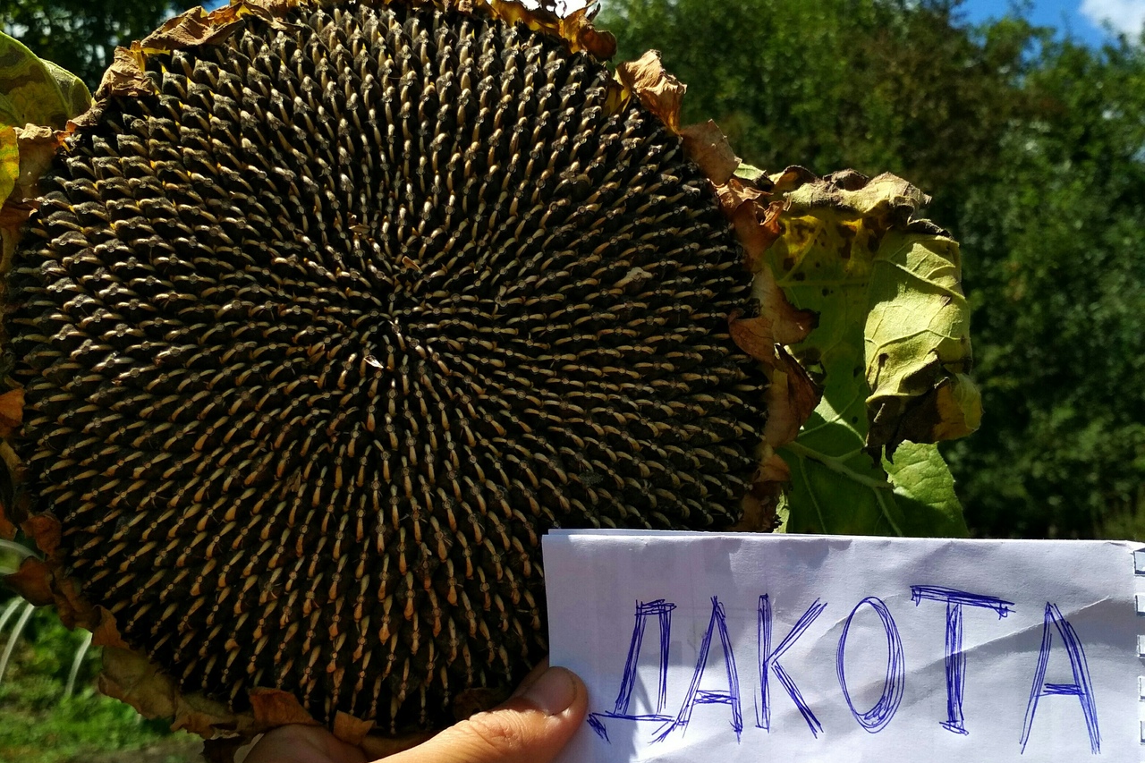 Большой подсолнечник семена. Сорт семечек Дакота. Сорт Дакота подсолнечник. Сорт Дакота семечек подсолнуха. Подсолнечник тараумара подсолнух Хольцера.