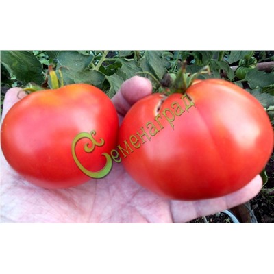 Семена почтой томат Сент-Пьер - 20 семян Семенаград (Россия)