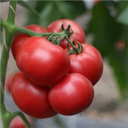 Шибик F1  семена томата о/г розового салатного  1000 шт (цена за 1 шт)