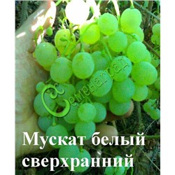 Семена Виноград «Мускат сверхранний» - 10 семян Семенаград (Россия)