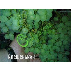Семена Виноград «Алёшенькин» - 10 семян Семенаград (Россия)