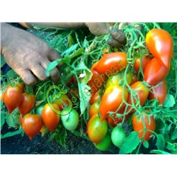 Семена томатов Надина - 20 семян Семенаград (Россия)