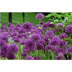 Аллиум Allium Purple Sensation