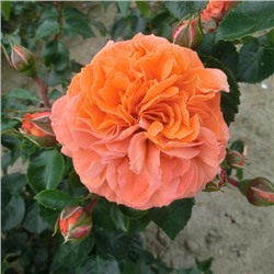 Роза "Оранжери"