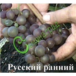 Семена Виноград «Русский ранний» - 10 семян Семенаград (Россия)