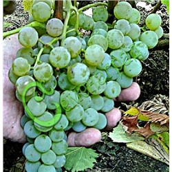 Семена Виноград «Любава» - 10 семян Семенаград (Россия)
