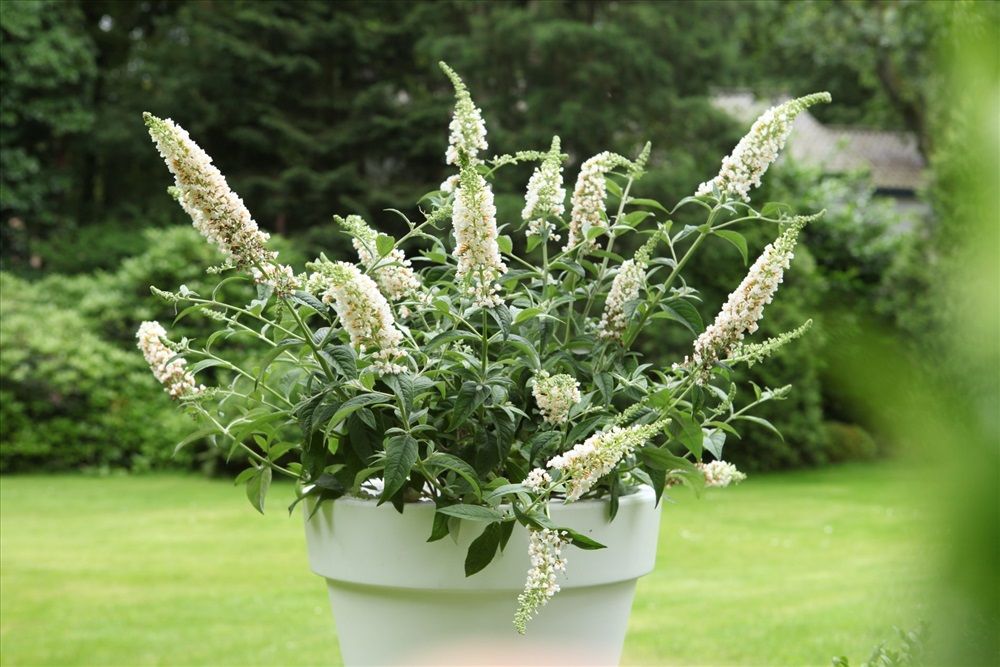 Буддлея Давида Buddleja davidii