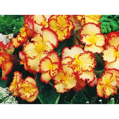 Бегония криспа желто-красная "Begonia Crispa yellow-red"