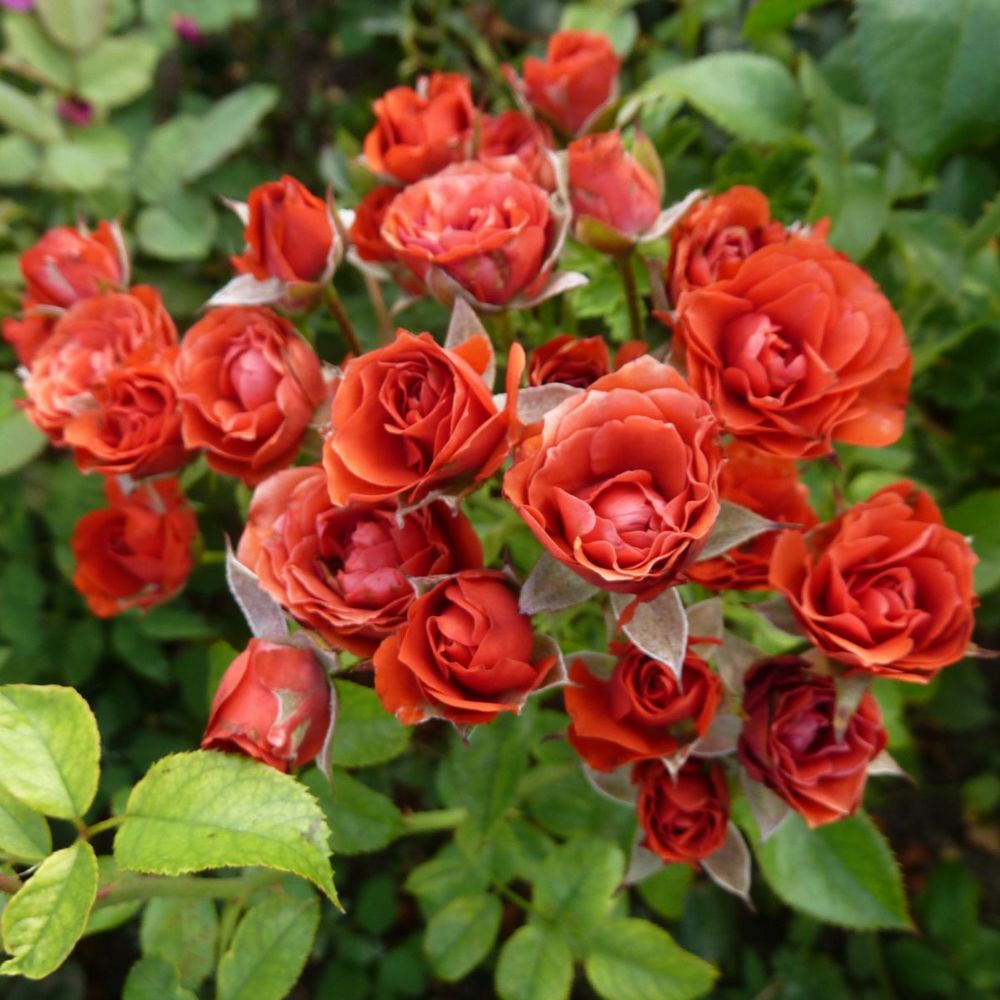 Мишкины розы питомник на весну. Сорт розы Файер Кинг.