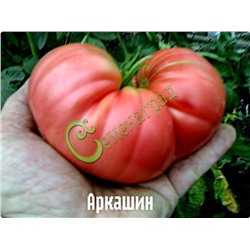 Семена томатов Аркашин - 20 семян Семенаград (Россия)