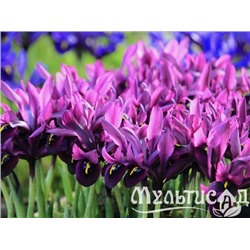 Ирис Reticulata Purple Gem "Пурпл Гем" 5шт