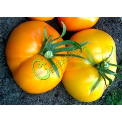 Семена томатов Апельсин - 20 семян Семенаград (Россия)