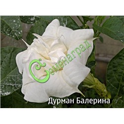 Семена Дурман махровый «Балерина» - 5 семян Семенаград (Россия)
