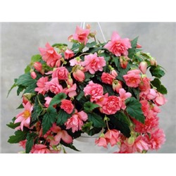 Бегония ампельная розовая "Pendula Cascade Pink"