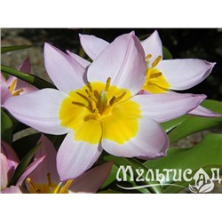 Тюльпан Lilac Wonder "Лилак Вондер" 5шт