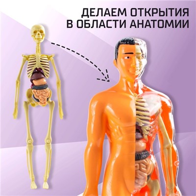 Набор для опытов «Строение тела», анатомия человека