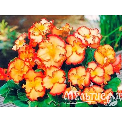 Бегония криспа желто-красная "Begonia Crispa yellow-red"