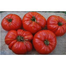 Коллекция редких сортов томатов 2015 года