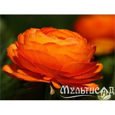 Лютик оранжевый "Ranunculus Orange" 10шт