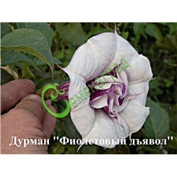 Семена Дурман махровый "Фиолетовый дьявол" - 5 семян Семенаград (Россия)