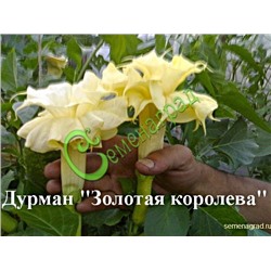 Семена Дурман махровый «Золотая королева» - 5 семян Семенаград (Россия)