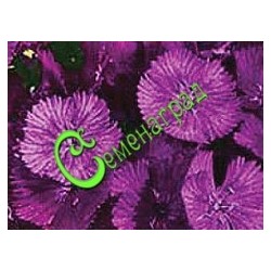 Семена гвоздики турецкой «Фиолетовая гора» - 30 семян Семенаград (Россия)