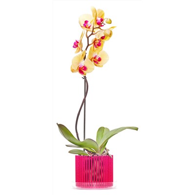 Корона для орхидеи с поддоном Стандарт, бордо d=130 мм, h=120 мм