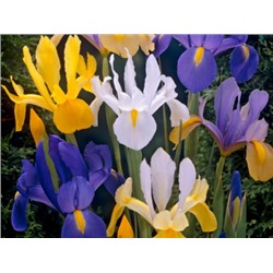 Ирис Dutch Iris Mixed "Микс" 10шт